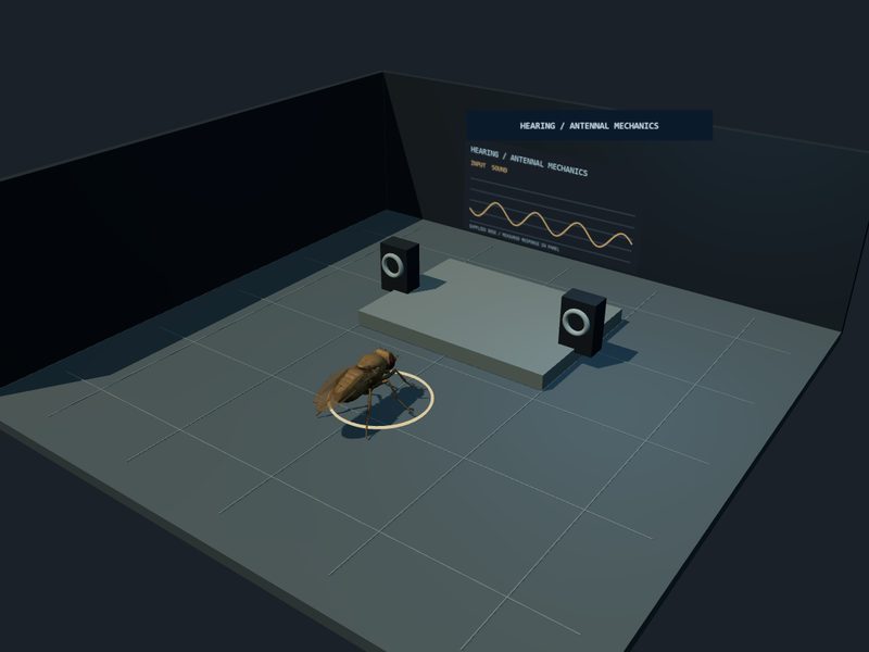 Antennal Mechanics Bench: fly brain experiment scene