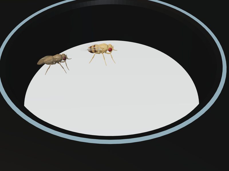 Courtship Chamber: fly brain experiment scene