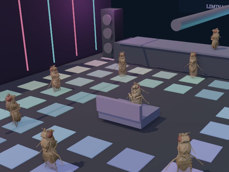 K-Hole Descent: fly brain experiment scene