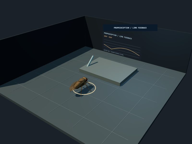 Proprioception Bench: fly brain experiment scene