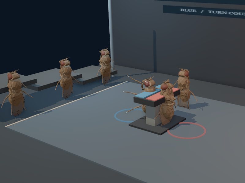 Slapfighting: fly brain experiment scene