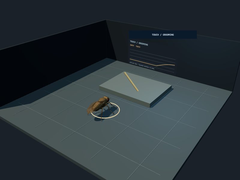 Touch and Grooming Bench: fly brain experiment scene
