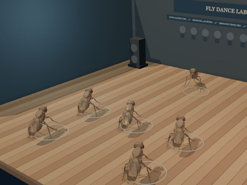 Fly Dance Class: fly brain experiment scene