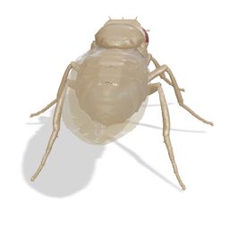Specimen 237